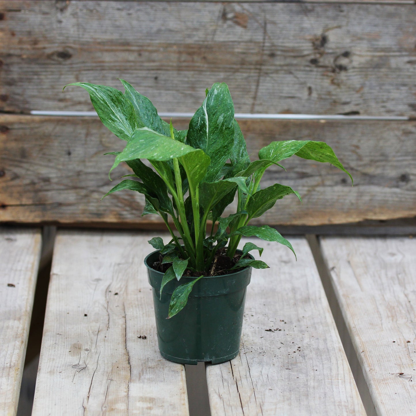 Peace Lily