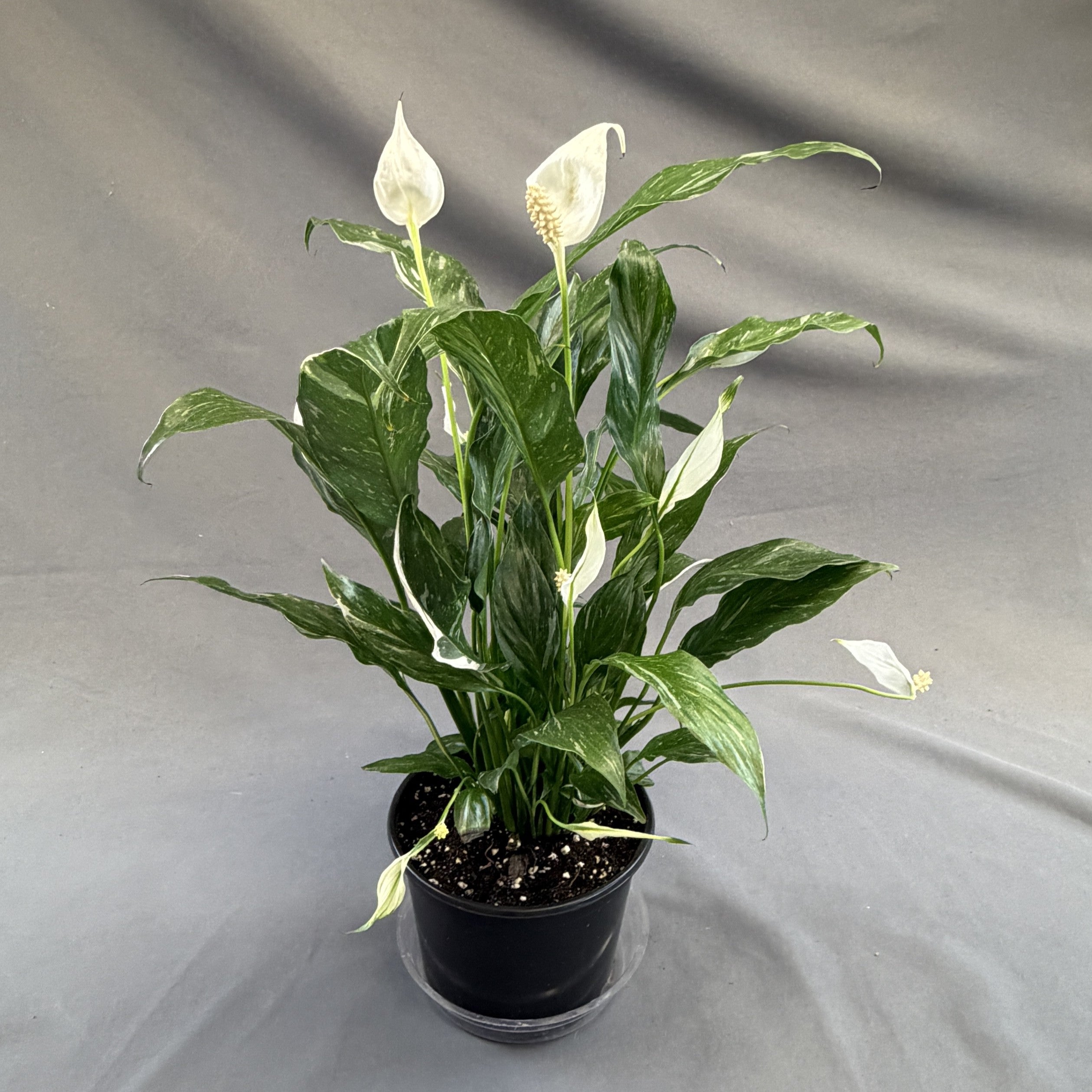 Peace Lily