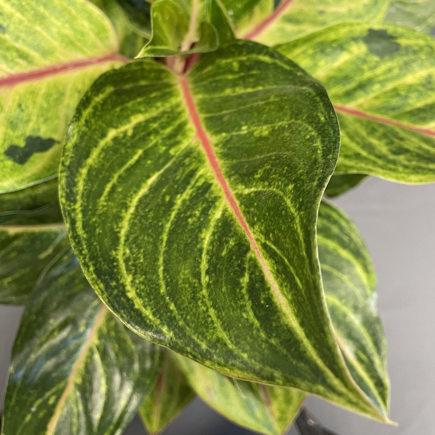 Aglaonema 'Golden Fluorite'