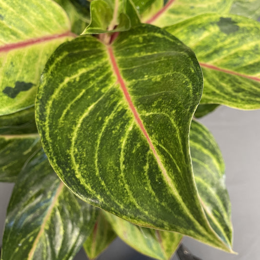 Aglaonema 'Golden Fluorite'