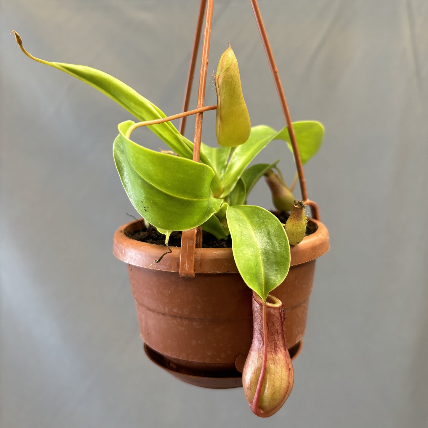Asian Pitcher Plant