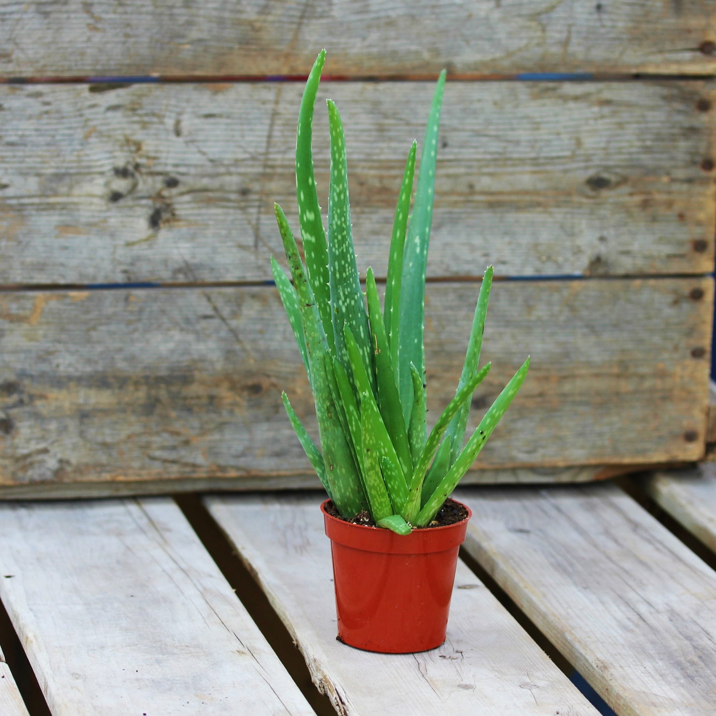 Aloe 'Miller'