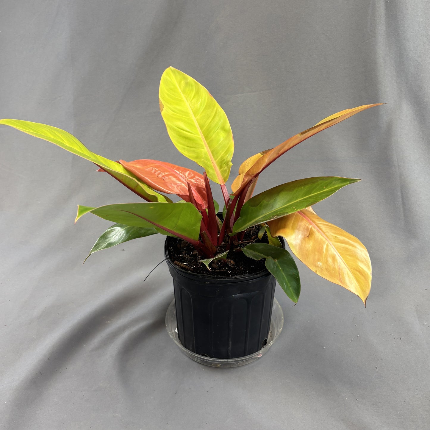 Philodendron 'Prince of Orange'