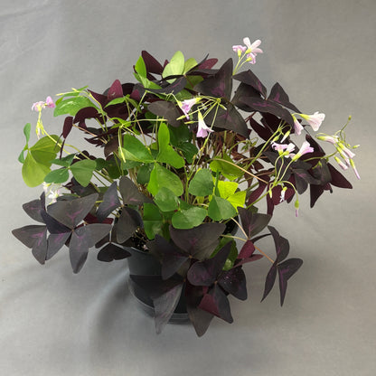 Oxalis 'False Shamrock'