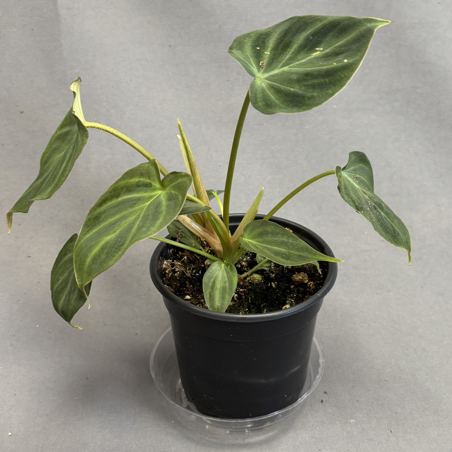 Philodendron 'Verrucousum'