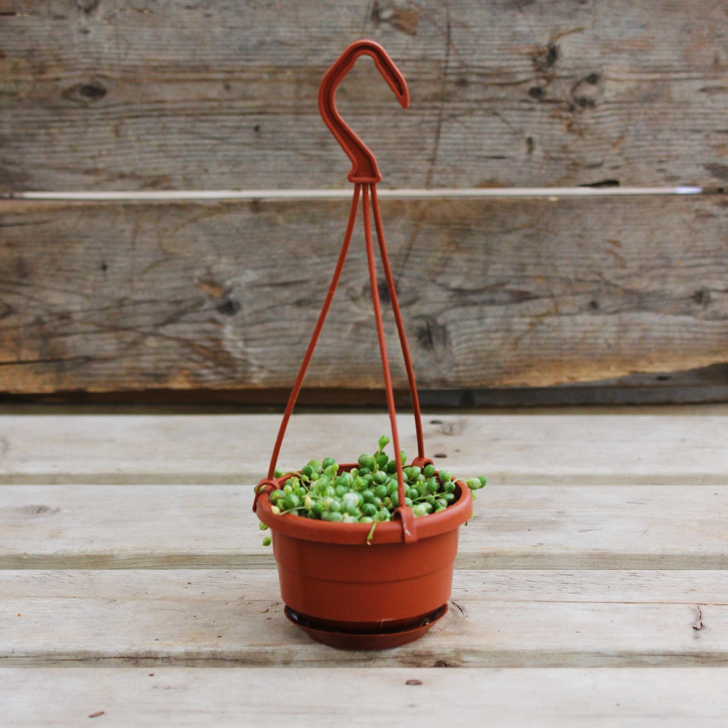 String of Pearls