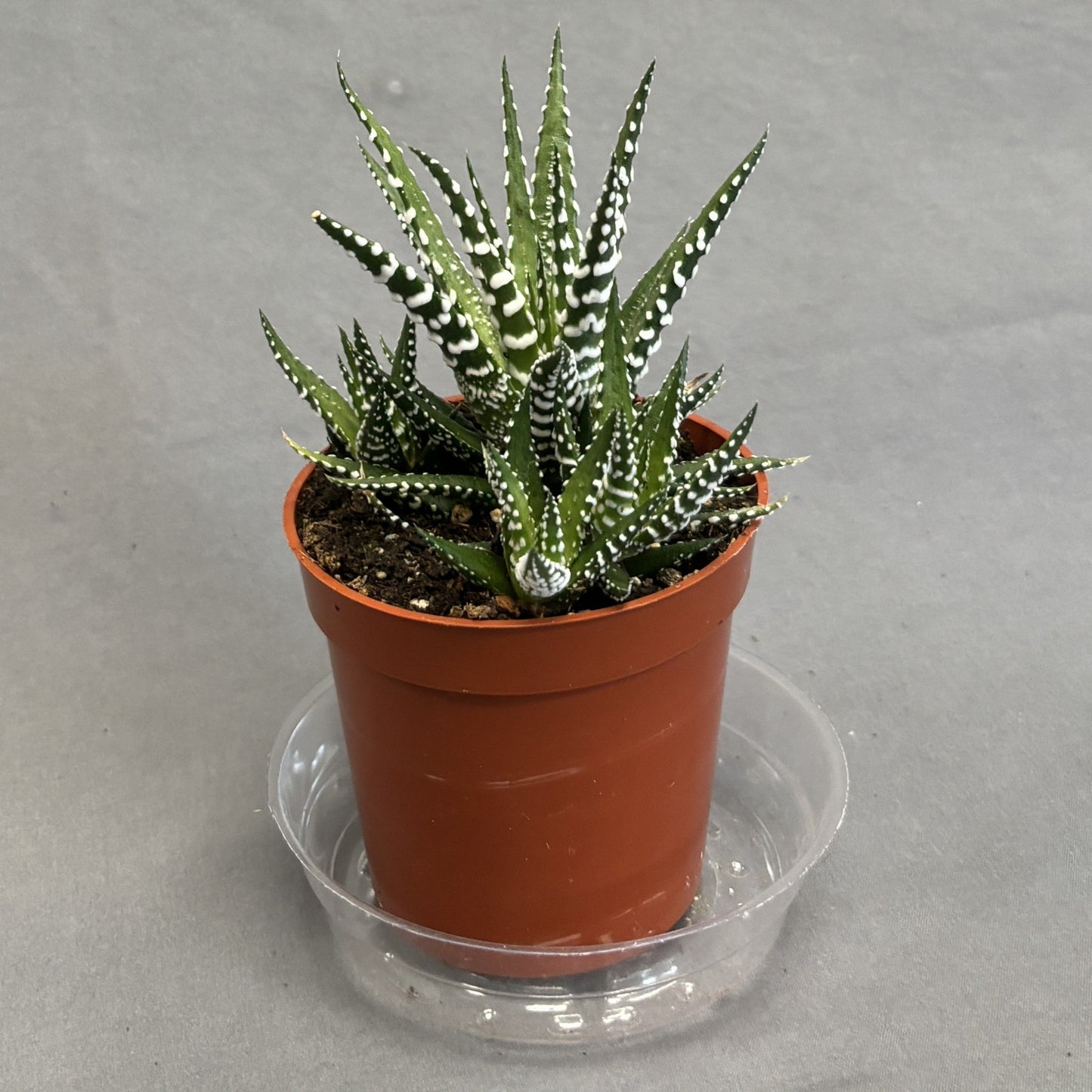 Haworthia