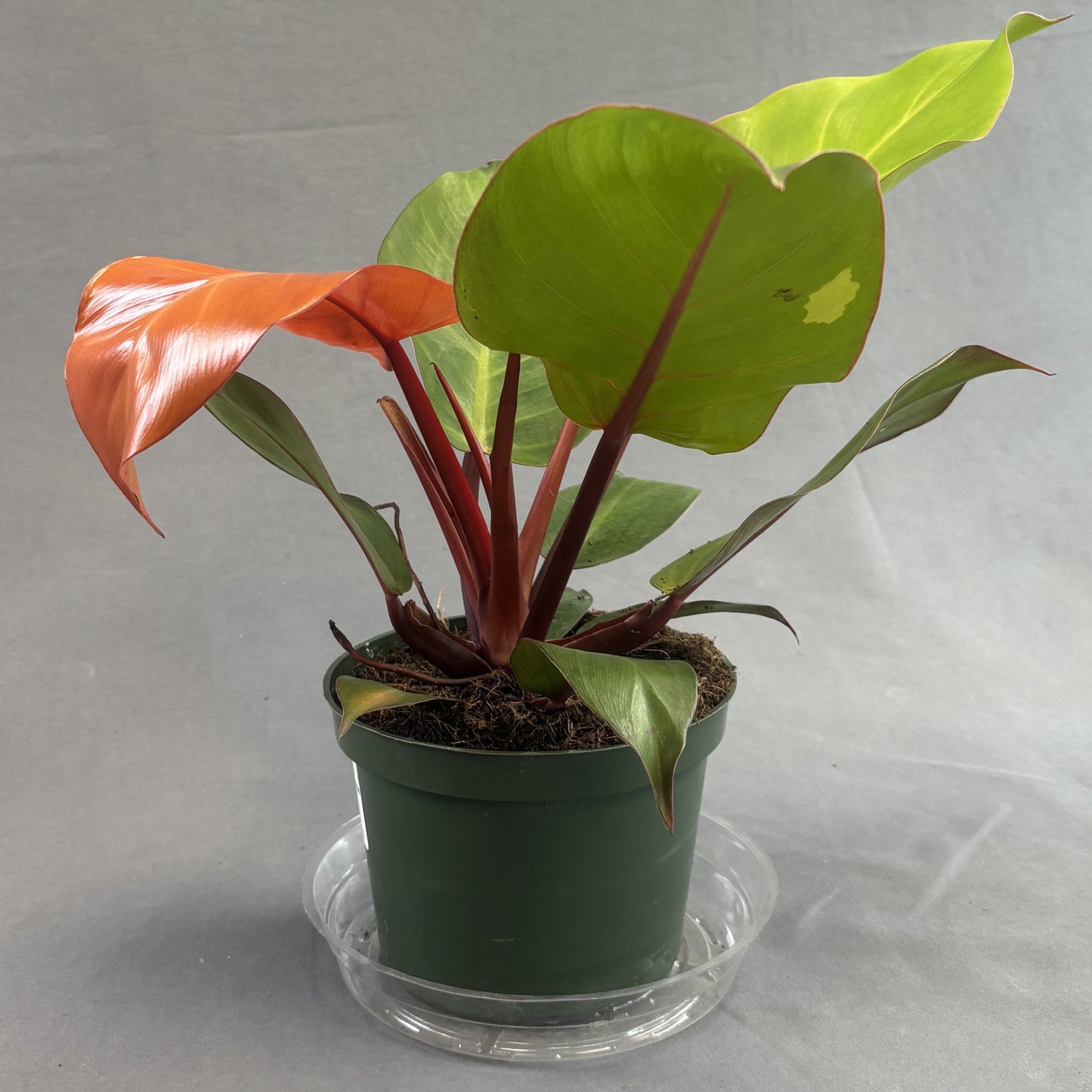 Philodendron 'Red Sun'