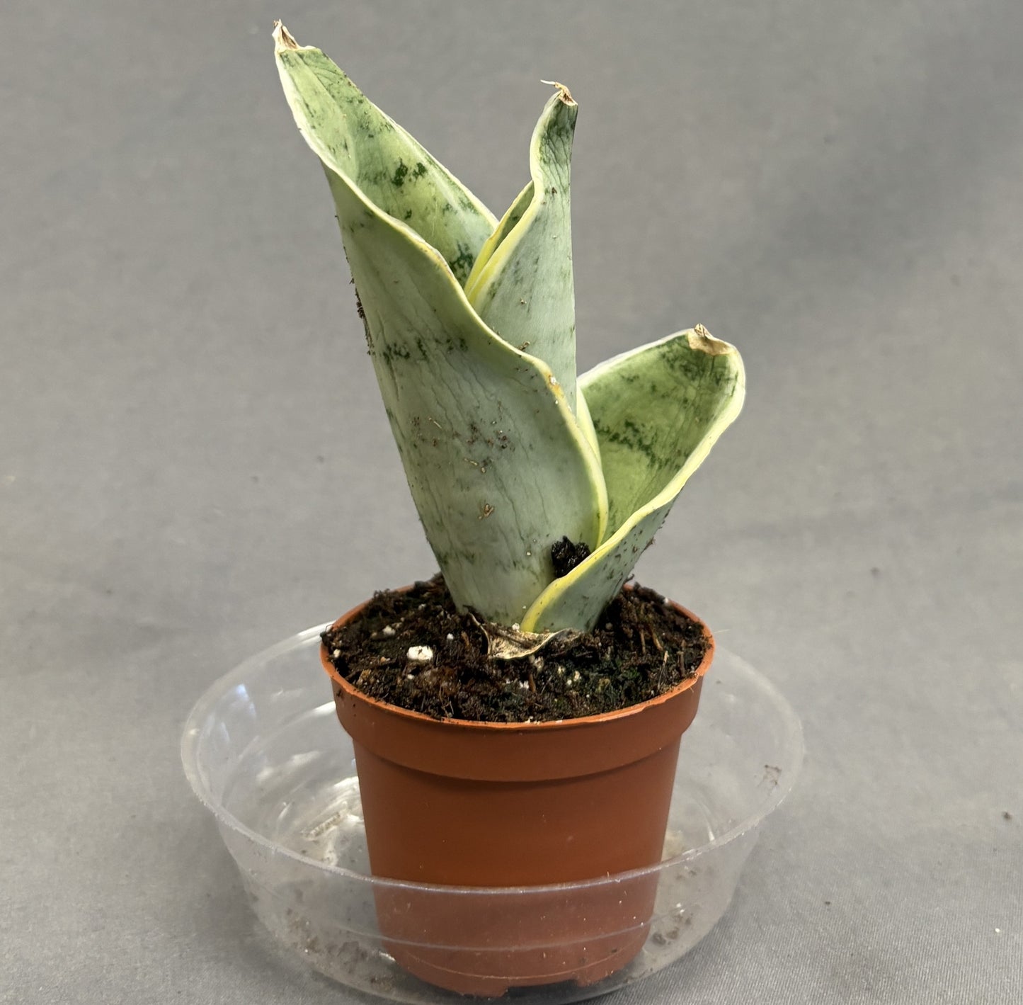 Snake Plant 'Hahnii'