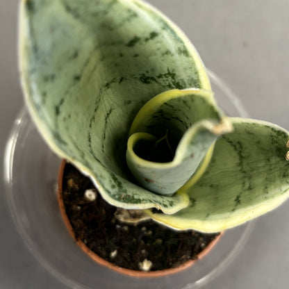 Snake Plant 'Hahnii'