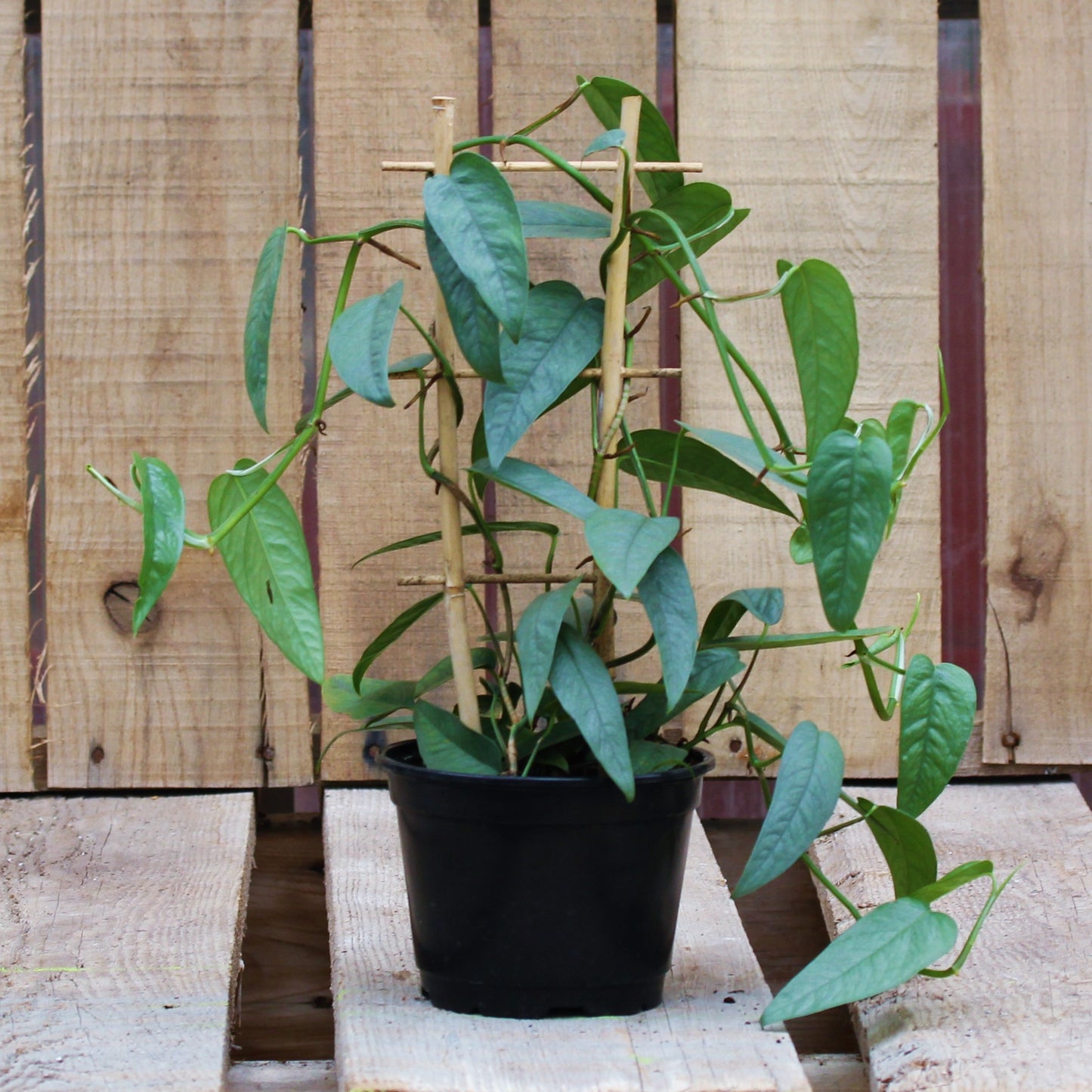 Pothos 'Cebu Blue'