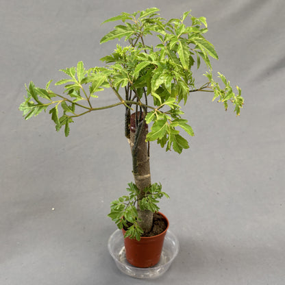 Aralia Ming