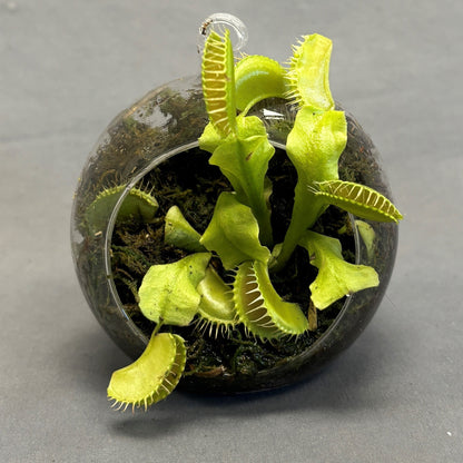 Venus Fly Trap