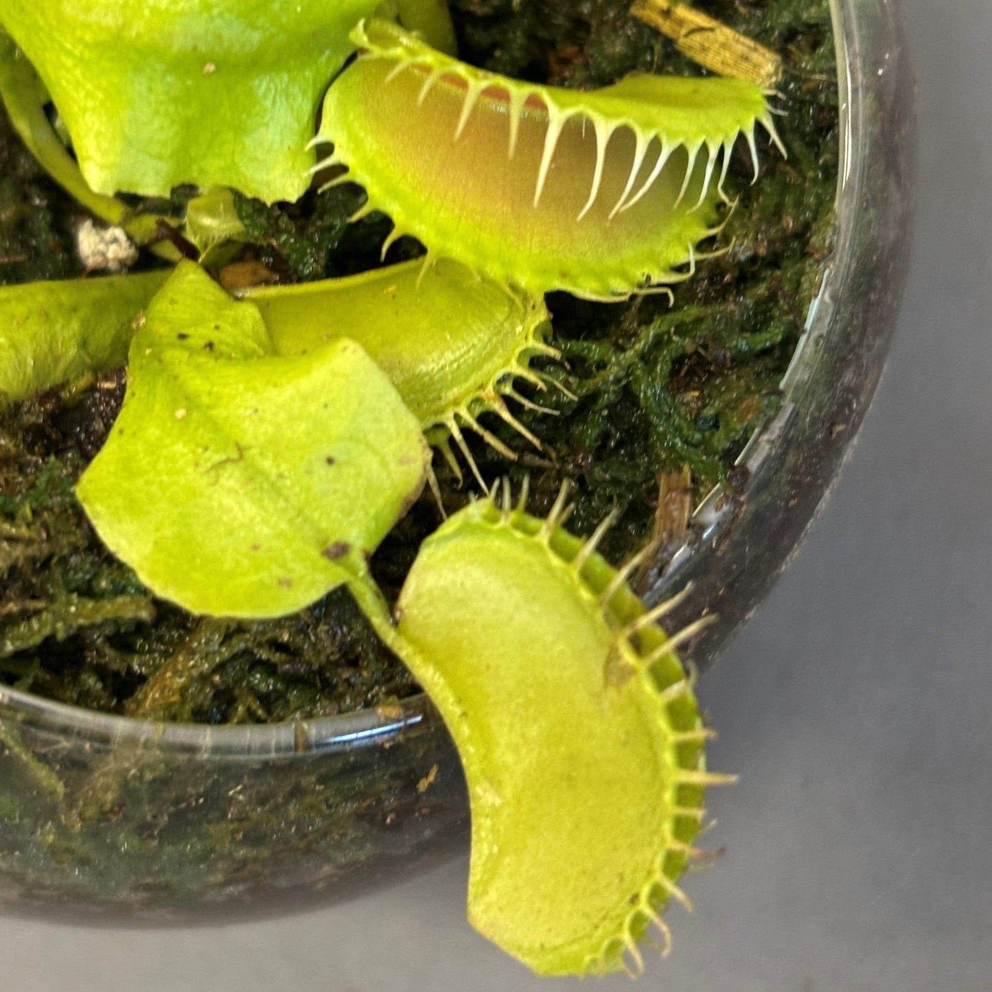 Venus Fly Trap