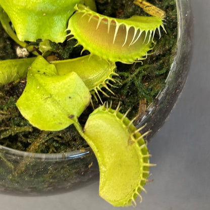 Venus Fly Trap
