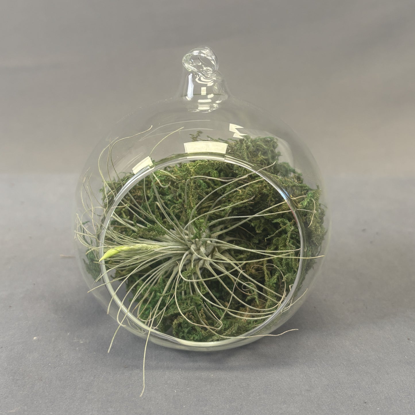 Air Plant w/Containers