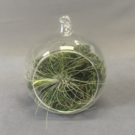 Air Plant w/Containers