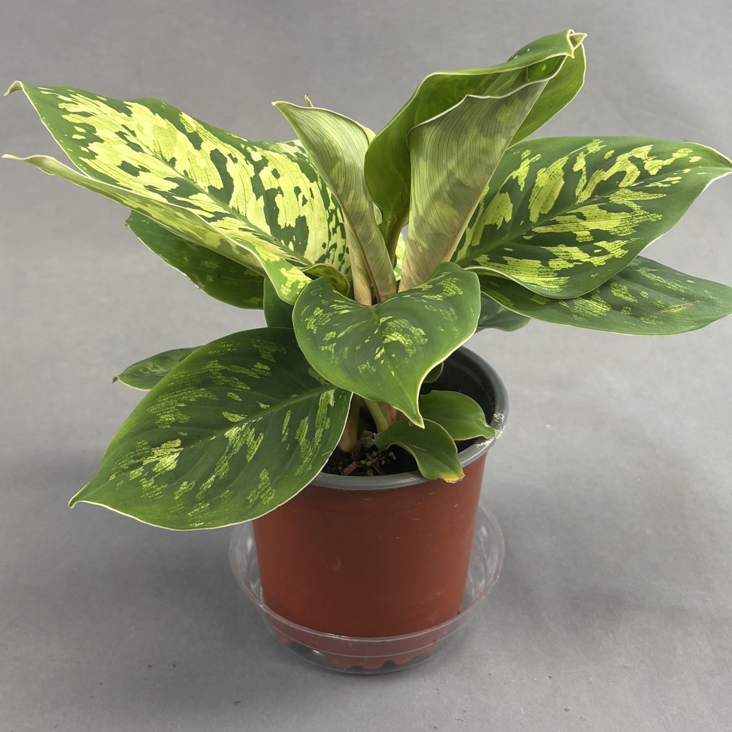 Homalomena 'Camouflage'