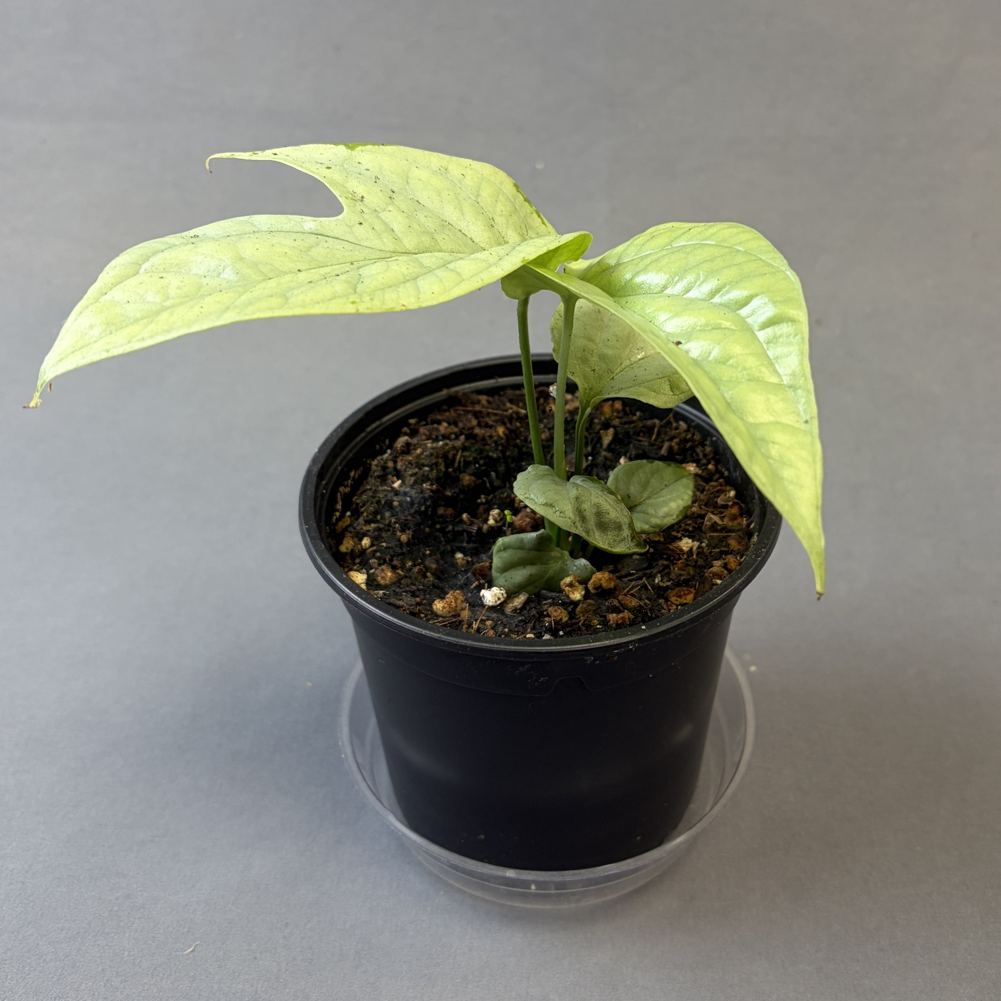 Amydrium 'Silver'