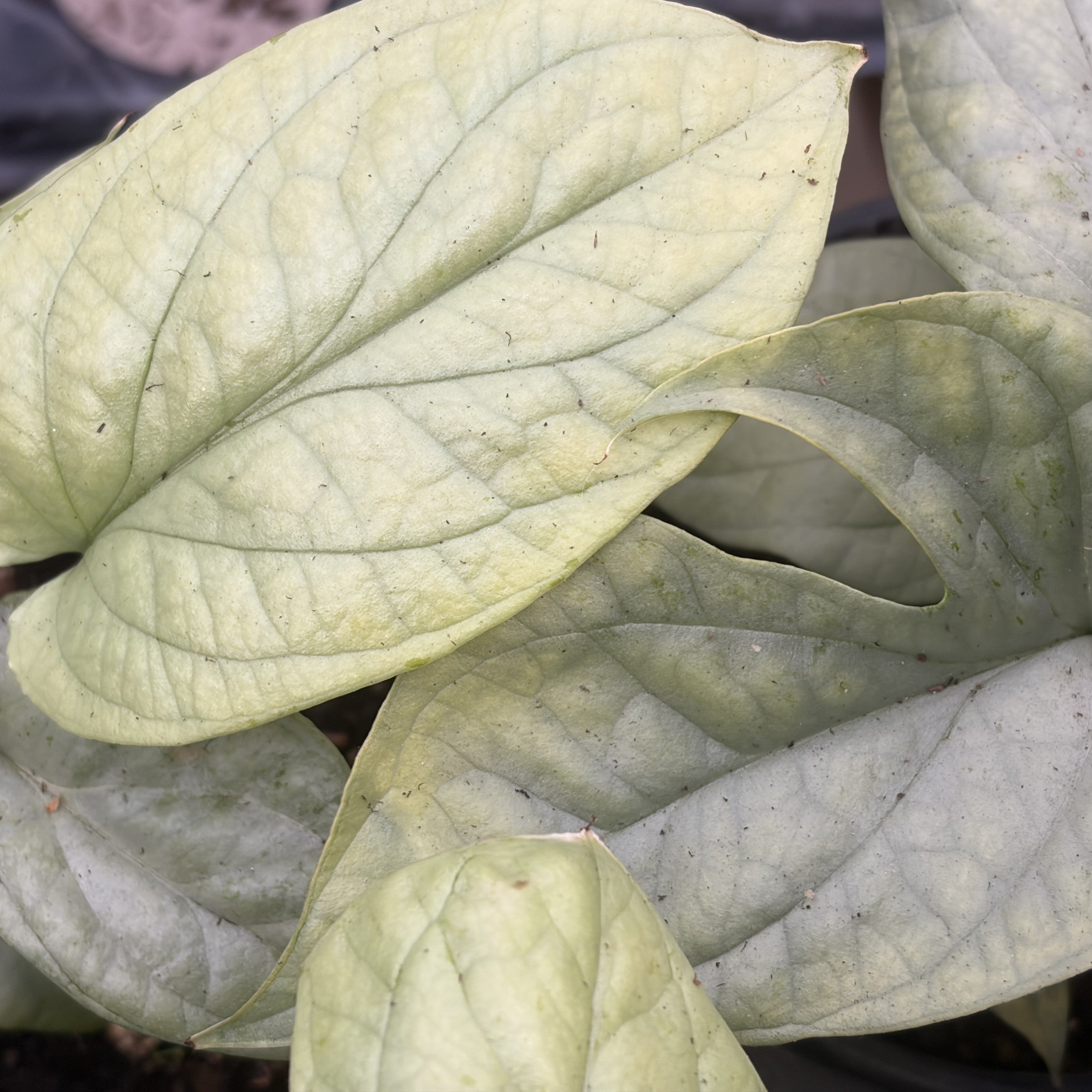 Amydrium 'Silver'