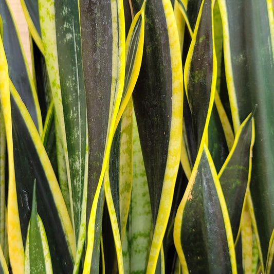 Snake Plant 'Black Gold'