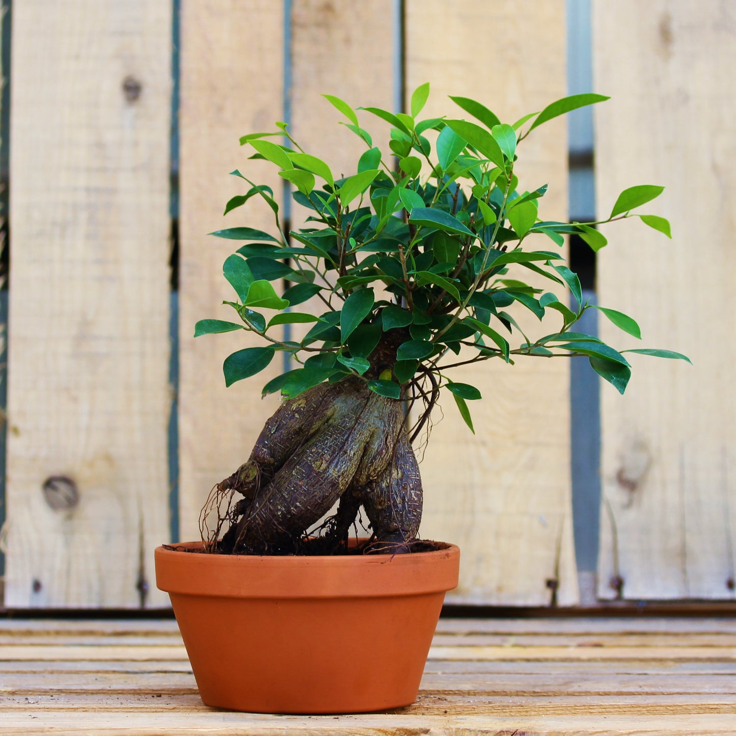 Ficus 'Ginseng'