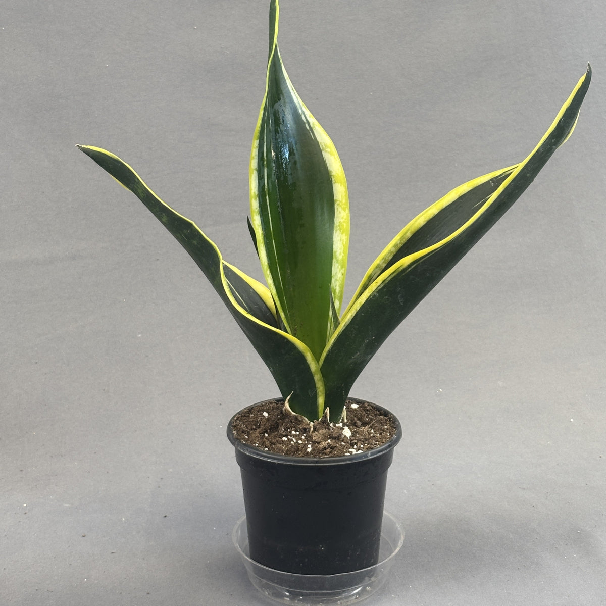 Snake Plant 'Black Gold'