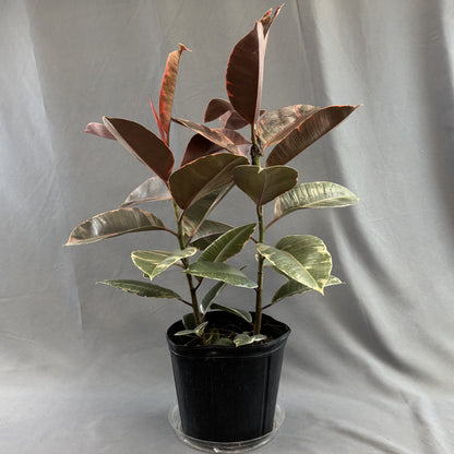 Ficus 'Ruby'