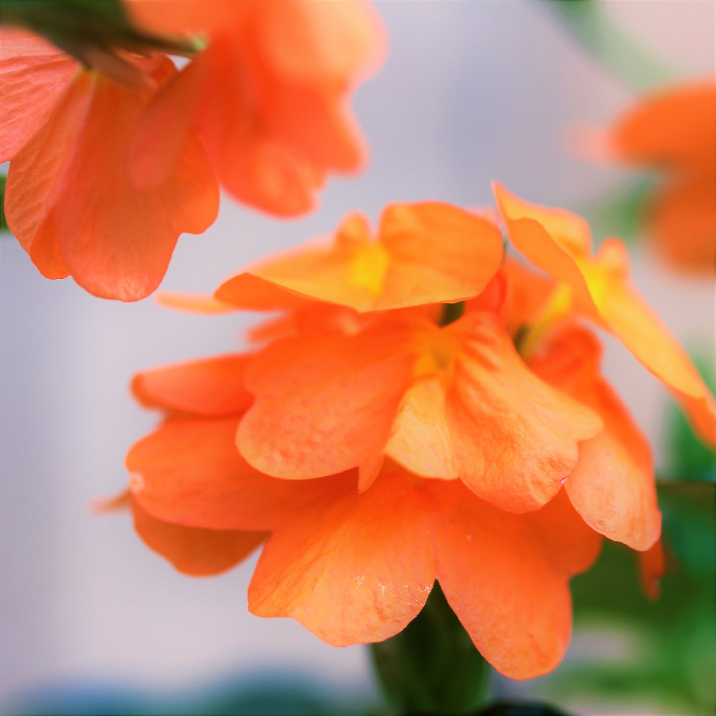 Crossandra 'Firecracker Flower'