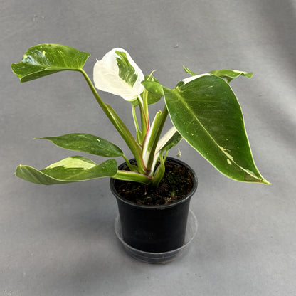 Philodendron 'White Princess'