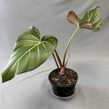 Philodendron 'Summer Glory'
