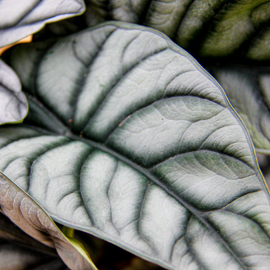 Alocasia 'Silver Dragon'