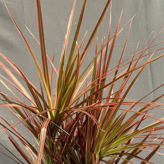 Dracaena 'Colorama Bush'