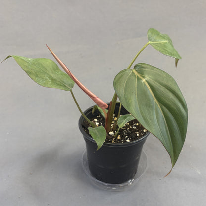 Philodendron 'Summer Glory'