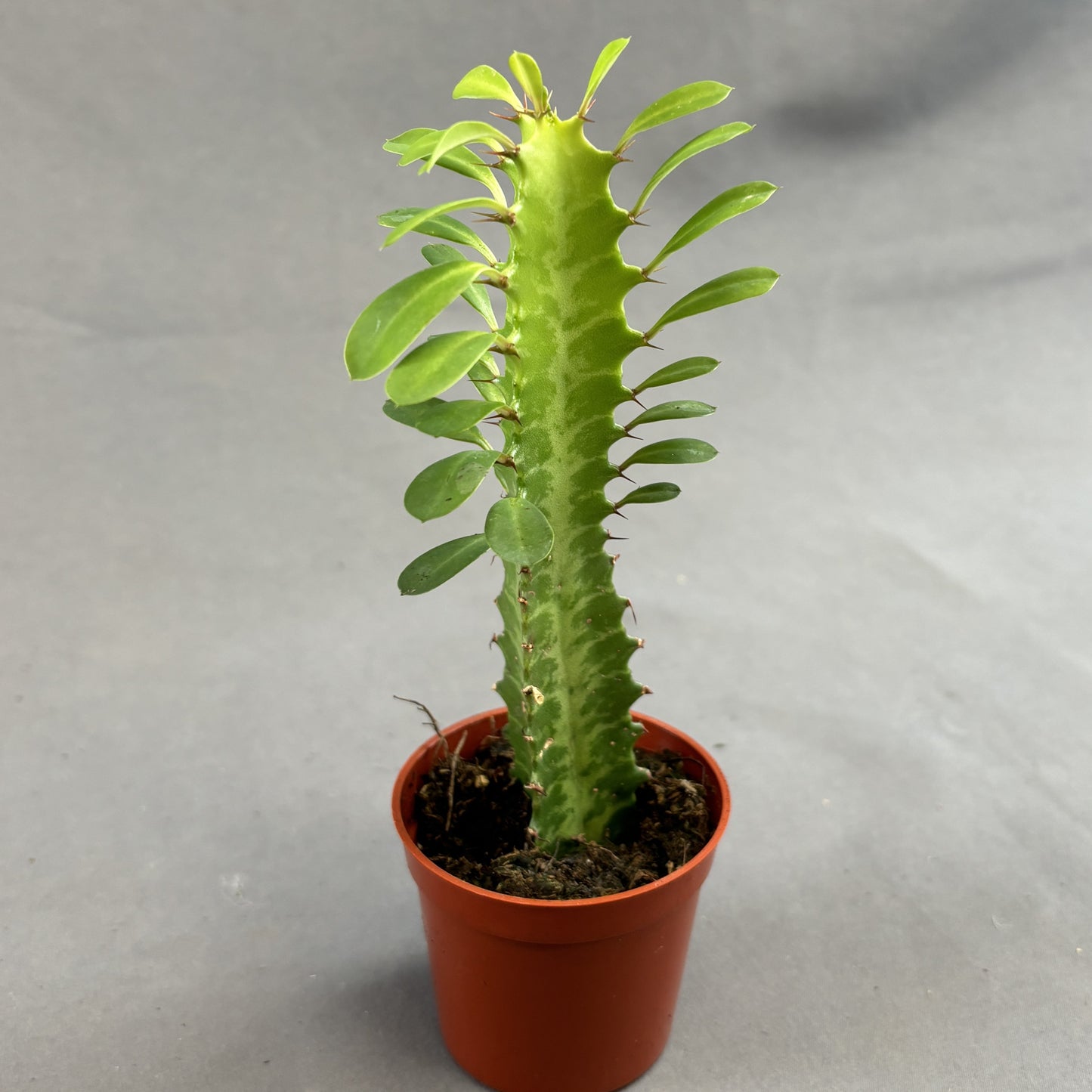 Euphorbia 'African Milk Tree'