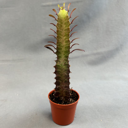Euphorbia 'African Milk Tree'