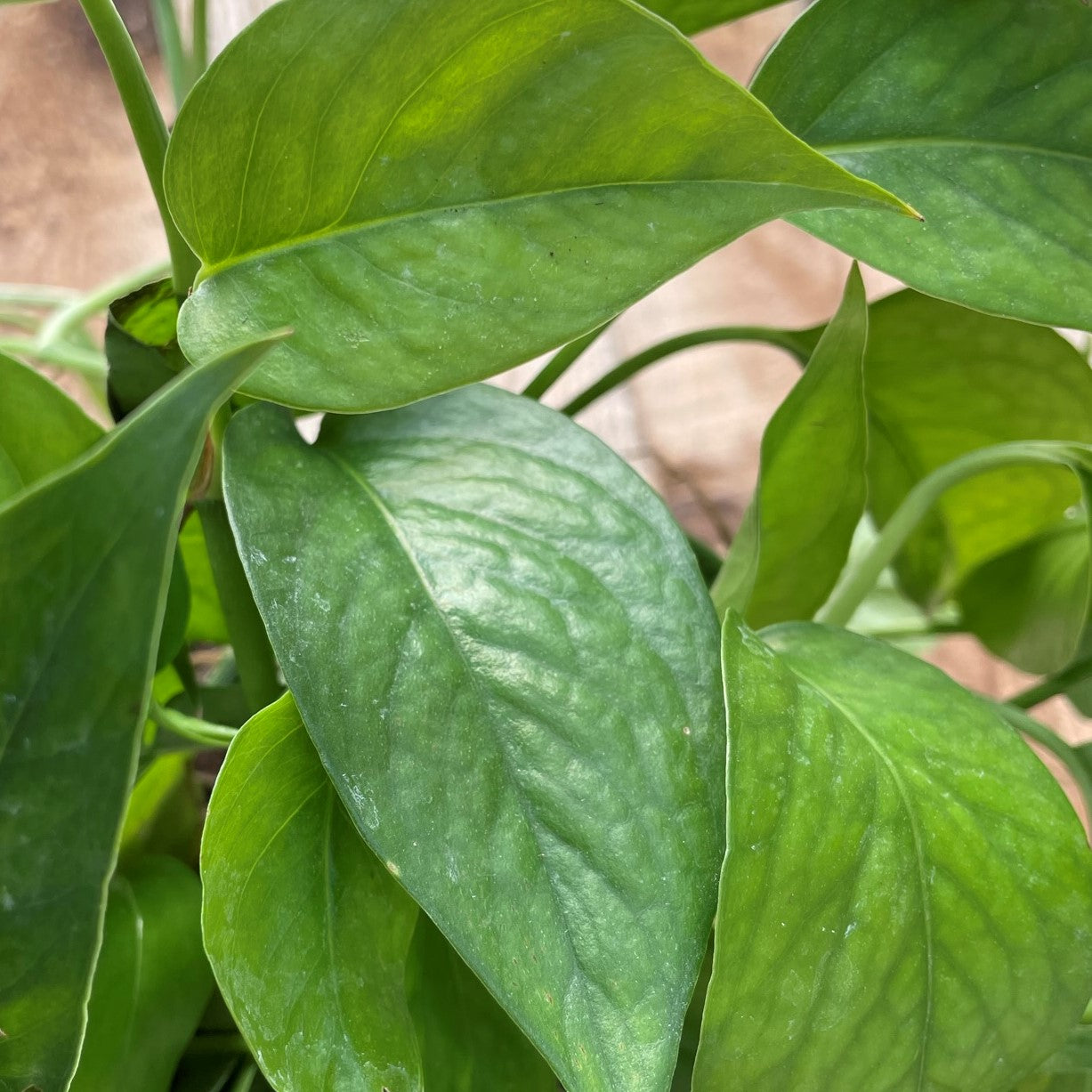 dragon's tail pothos Pothos 'Dragon Tail' – Scott's Nursery Ltd