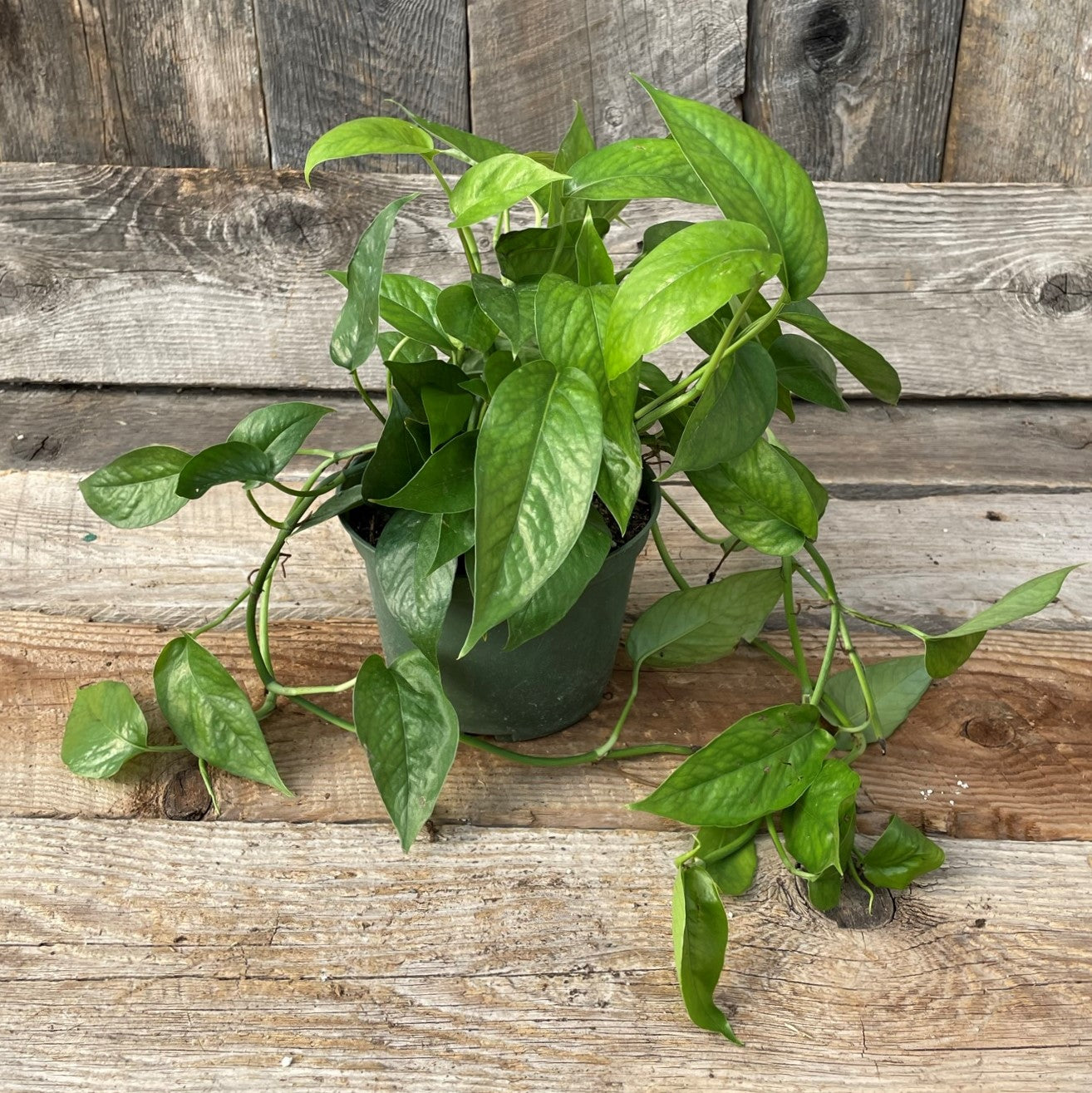 Pothos 'Dragon Tail'
