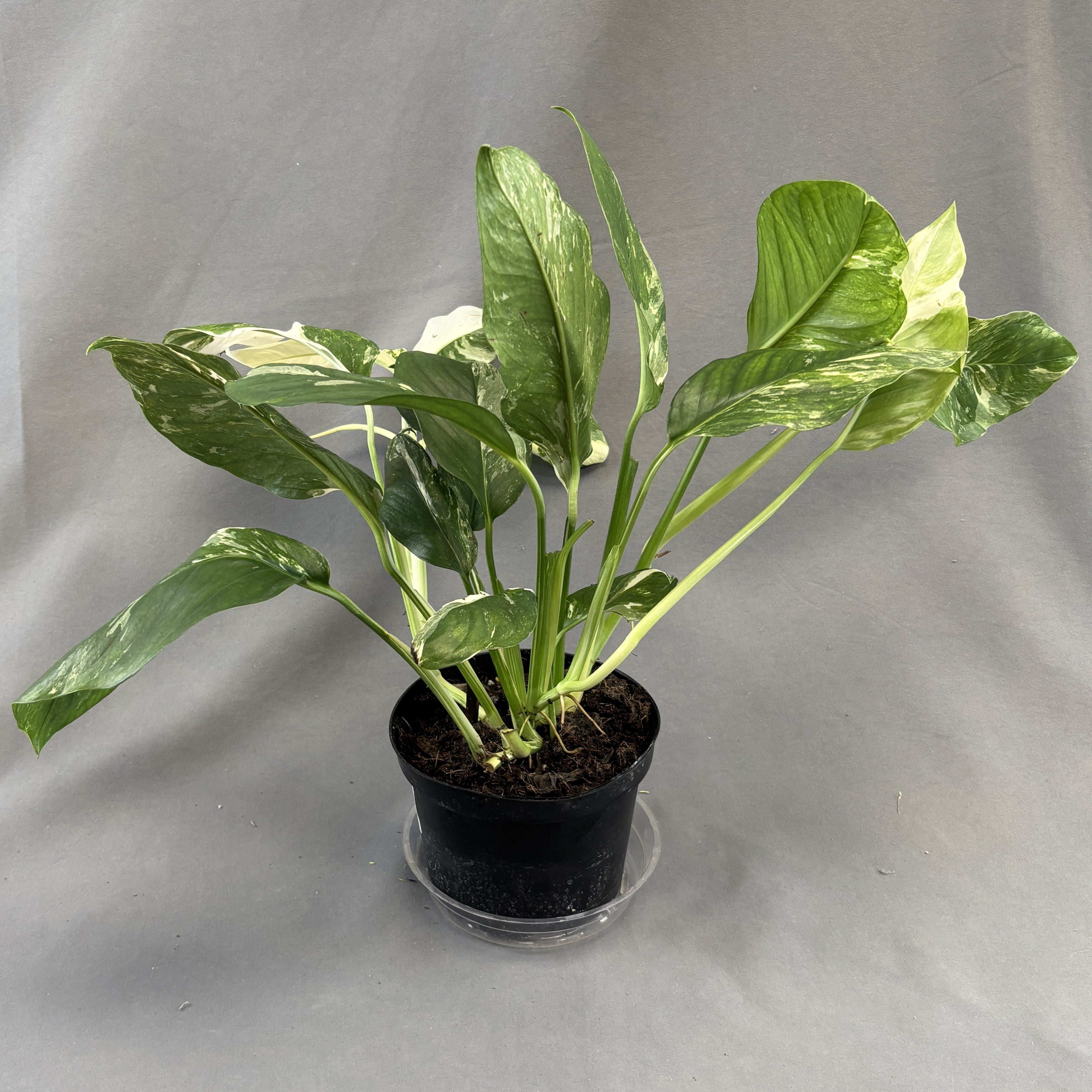 Monstera Lechleriana