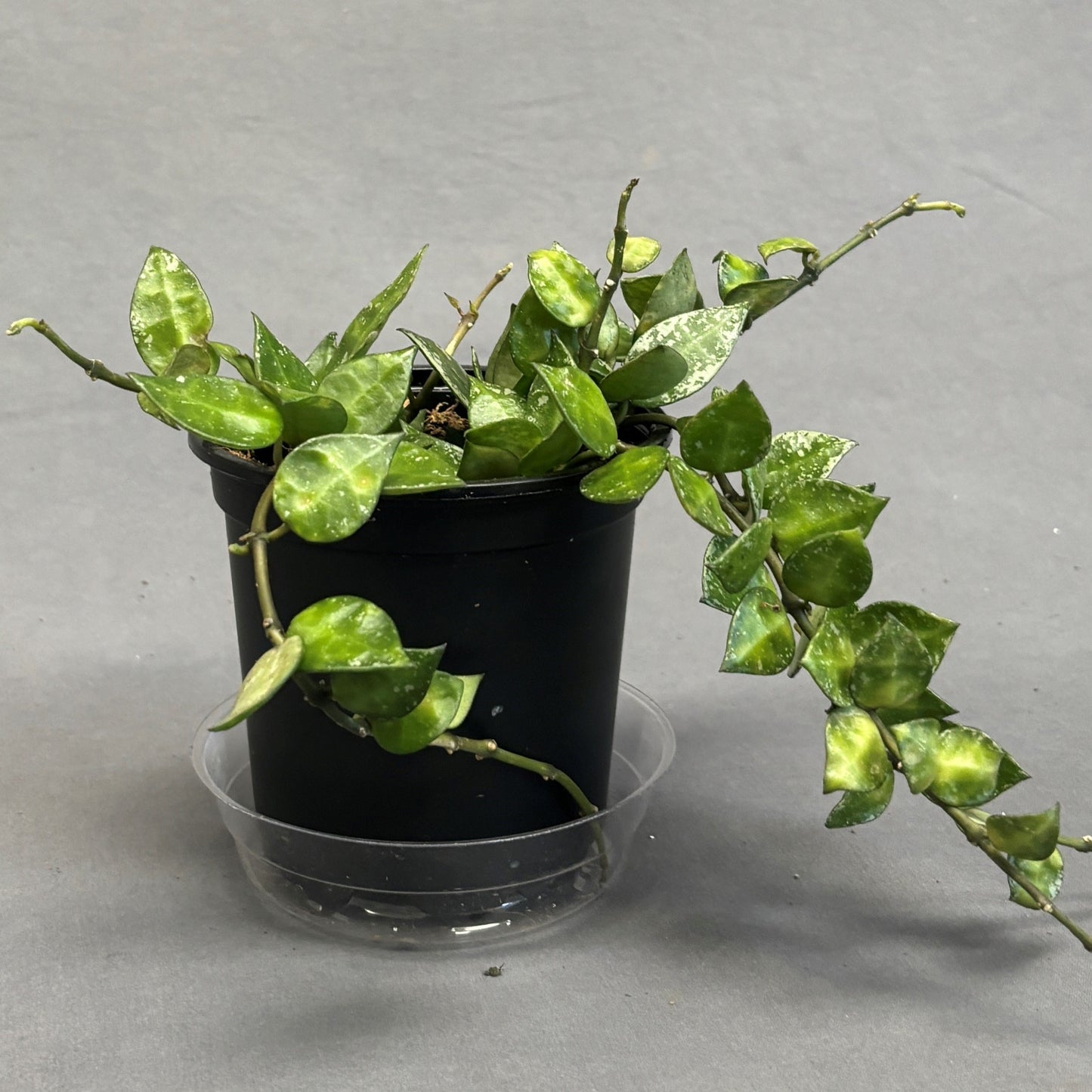 Hoya Krohniana 'Splash'