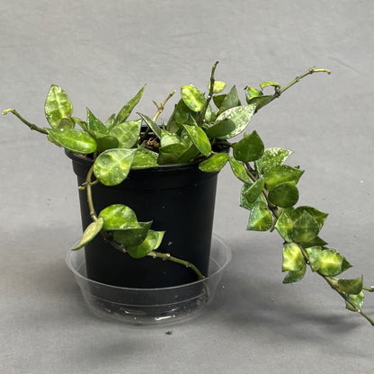 Hoya Krohniana 'Splash'