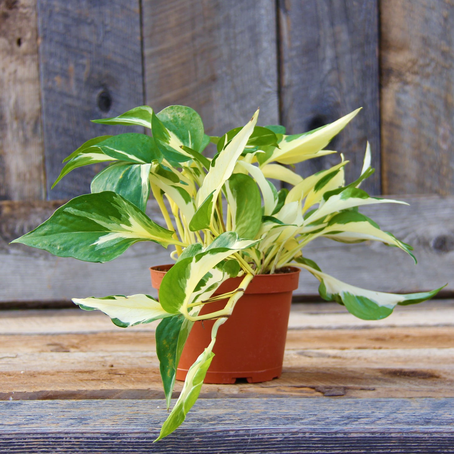 Pothos 'Manjula'