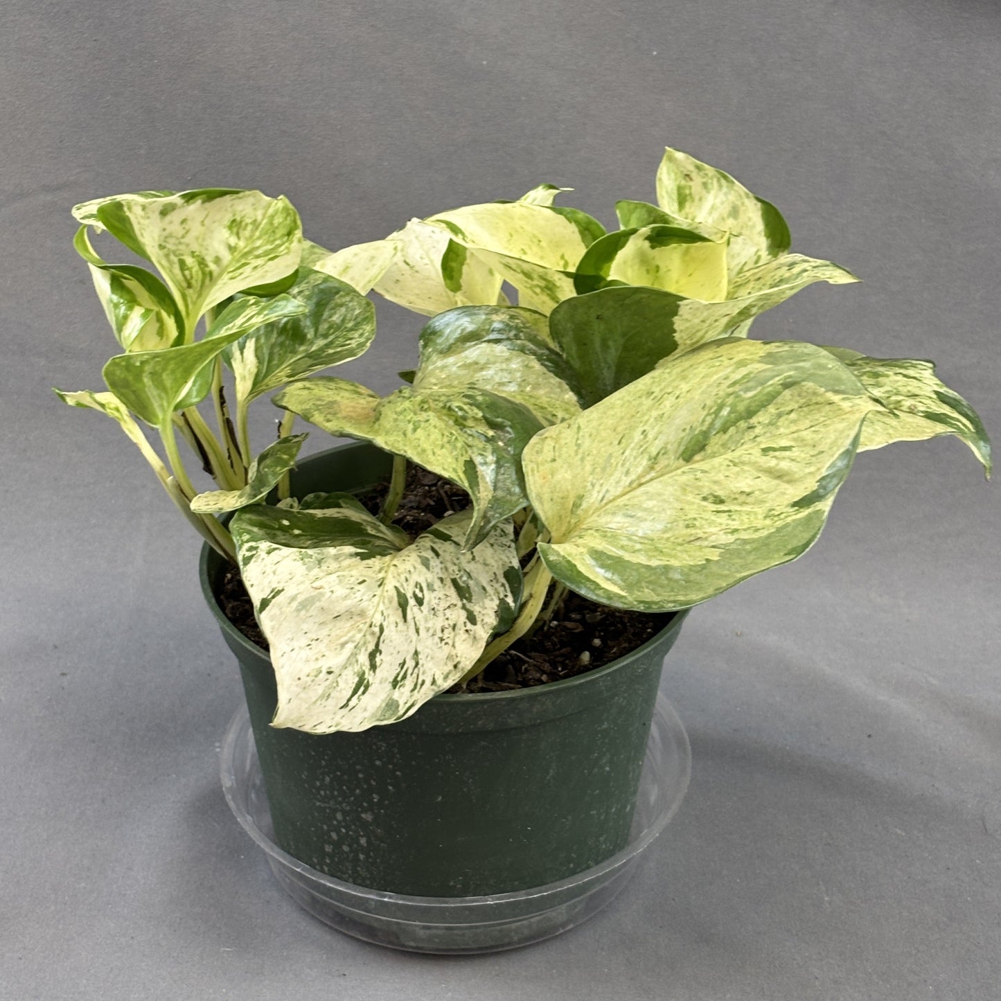 Pothos 'Manjula'
