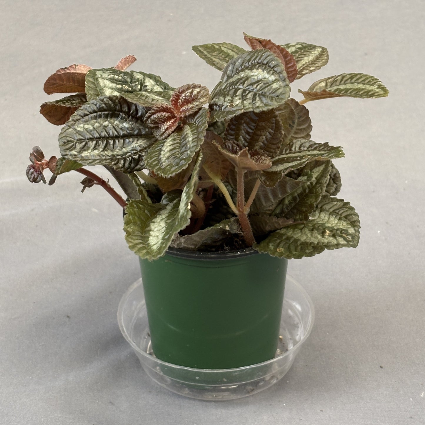 Pilea 'Friendship'
