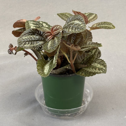 Pilea 'Friendship'