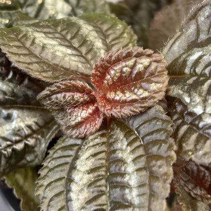 Pilea 'Friendship'