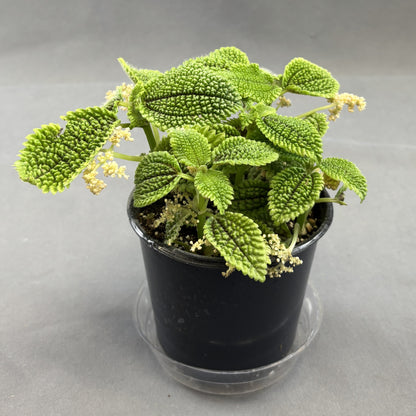 Pilea 'Friendship'