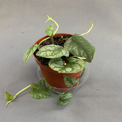 Monstera 'Dubia'