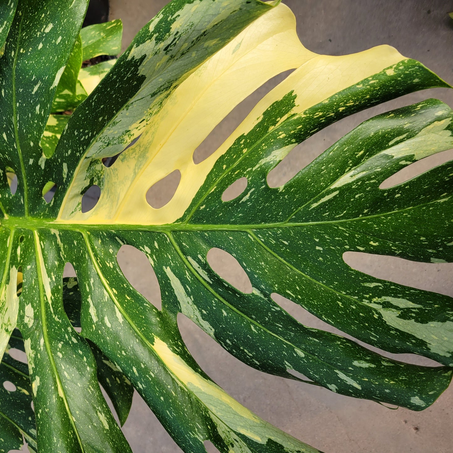 Monstera 'Thai Constellation'