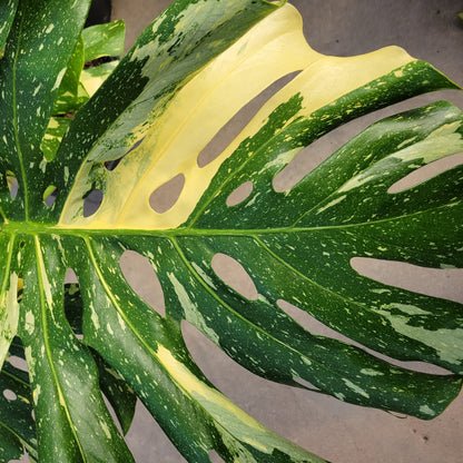 Monstera 'Thai Constellation'